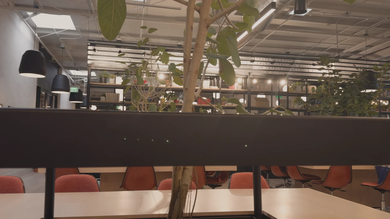 Golden on an office recorded in Apple Log
